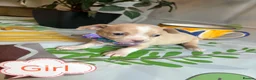 Chihuahua dogs for sale: Chihuahua puppies - Advert 17