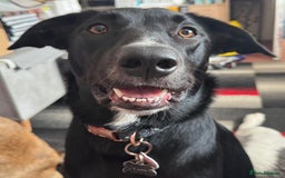 Mixed Breed dogs for sale: LUNA beautiful Huntaway Collie x - Image 1