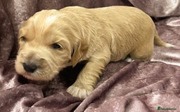 Labradoodle dogs for sale: Labradoodles for Sale! - Image 9