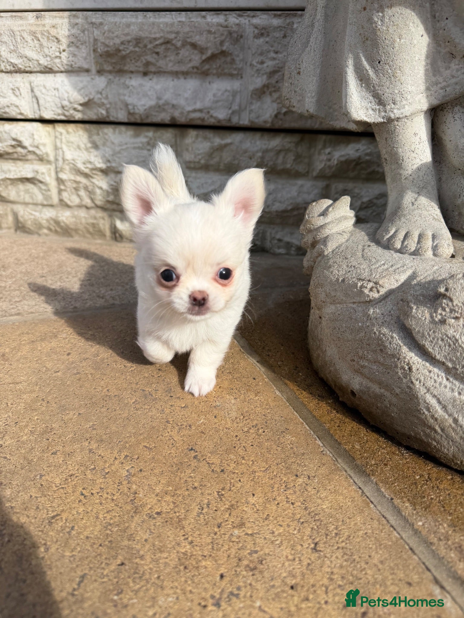 Chihuahua dogs Beautiful Chihuahua Boys 🐾 - Advert 8