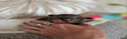 Chihuahua dogs for sale: Xx quality chocolate longcoat chihuahua puppies Xx - Advert 35