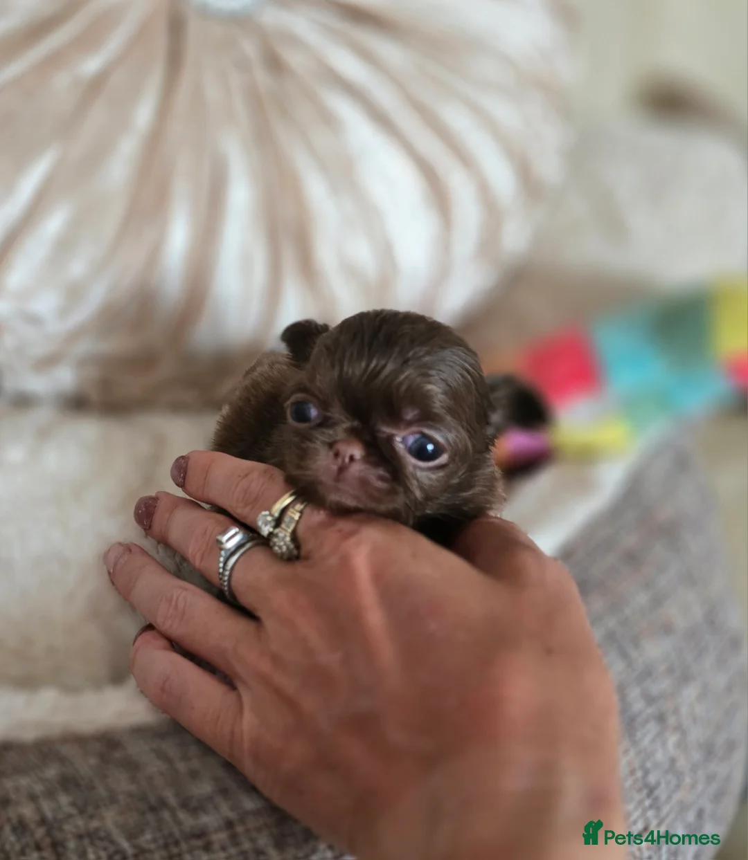 Chihuahua dogs for sale: Xx quality chocolate longcoat chihuahua puppies Xx - Advert 35