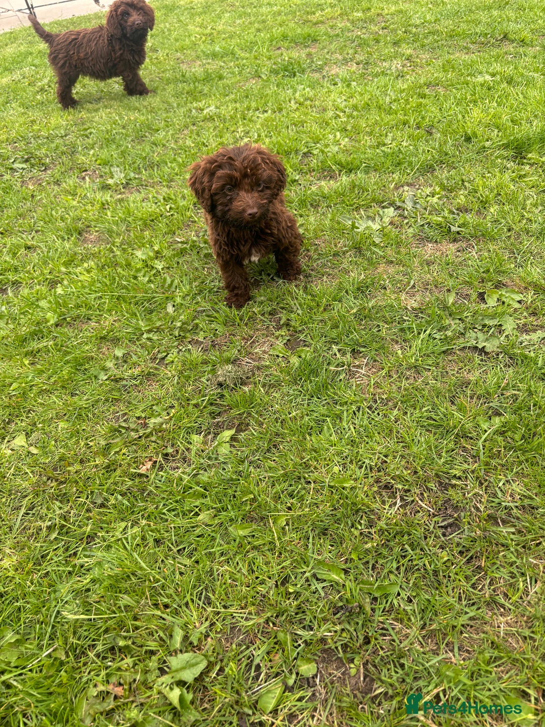Cockapoo dogs for sale: Cockapoo puppies for sale  in Manchester - Image 6