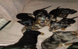 Dachshund dogs for sale: Dachsunds 3/4 breed - Image 11