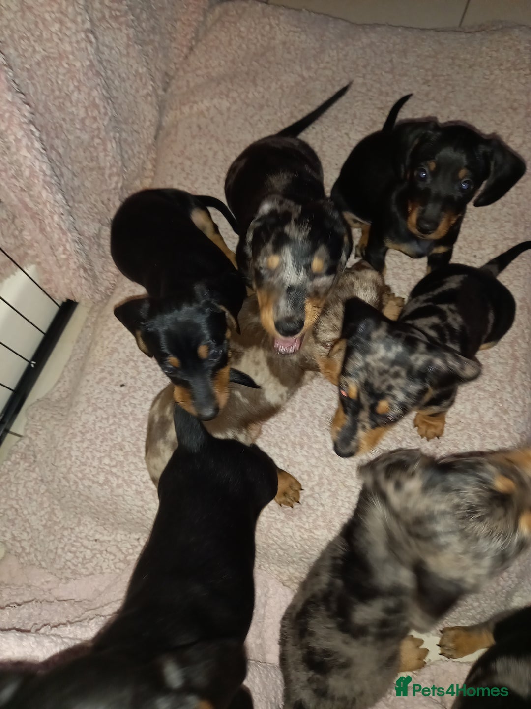 Dachshund dogs for sale: Dachsunds 3/4 breed - Image 11