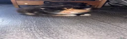 Mixed Breed cats for sale: Kittens - Advert 7