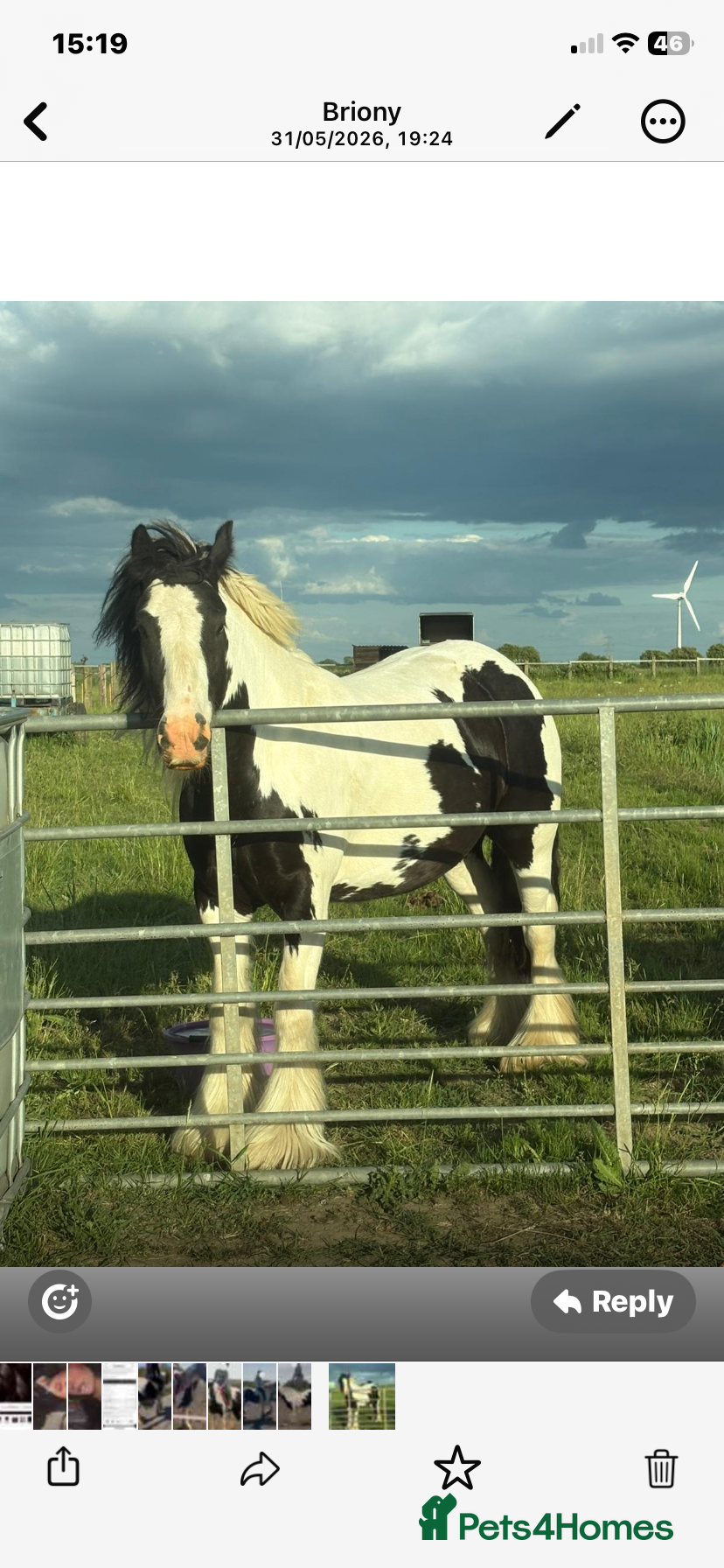 Other Breed horses for sale: Beautiful Bow Ready For New Home  - Advert 1