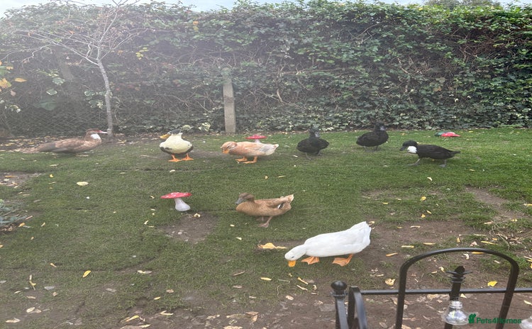 Ducks poultry 2 females and 2 male ducks for sale  - Advert 1