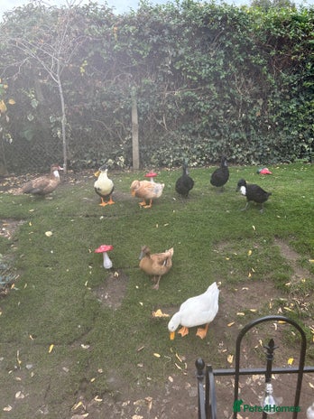 Ducks poultry 2 females and 2 male ducks for sale - Advert 1