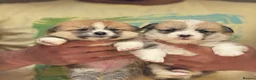 Welsh Corgi Pembroke dogs for sale: Champion Sired Corgi Pembroke puppies available  - Advert 10
