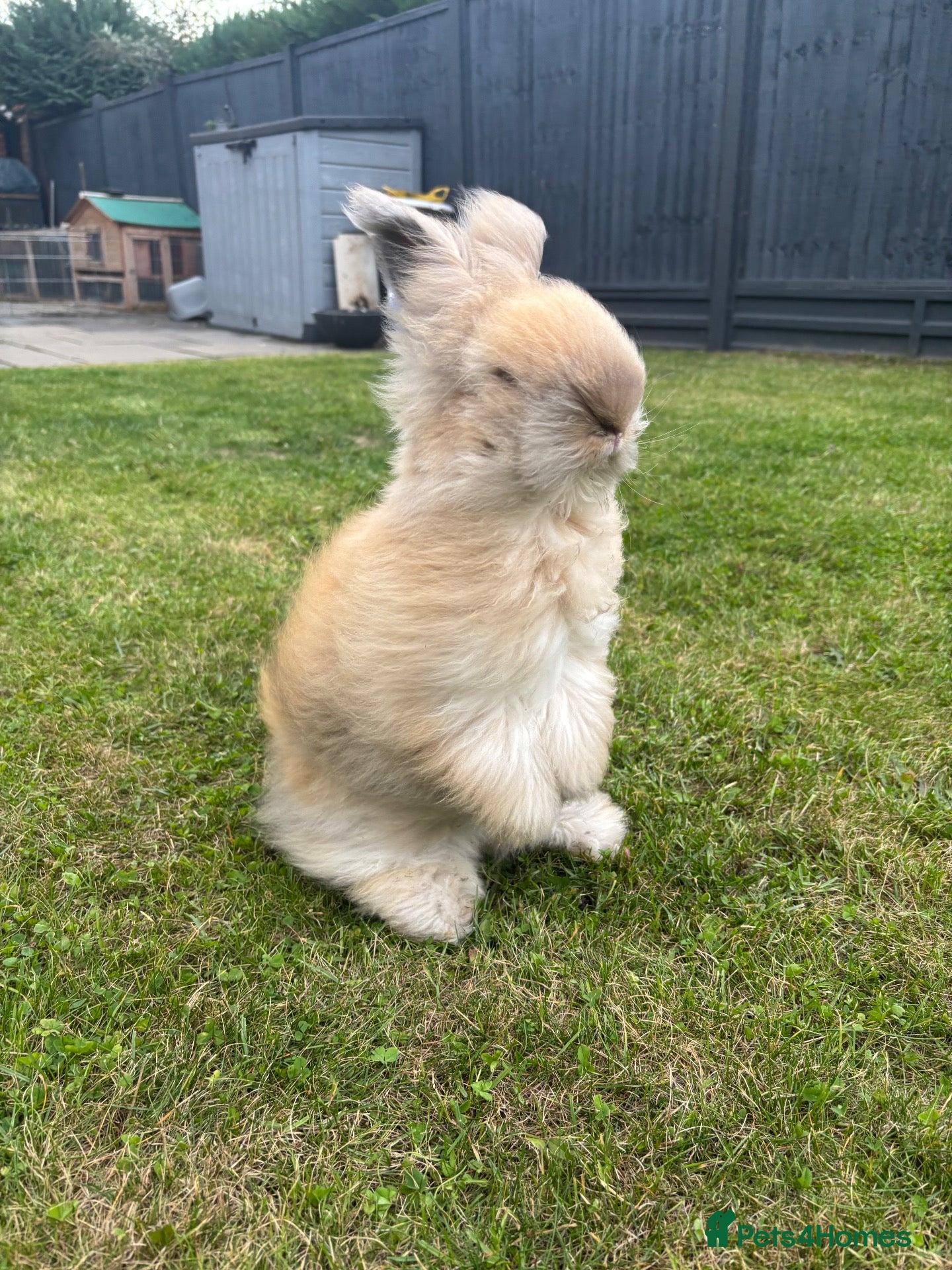 Angora rabbits Angora  - Advert 13