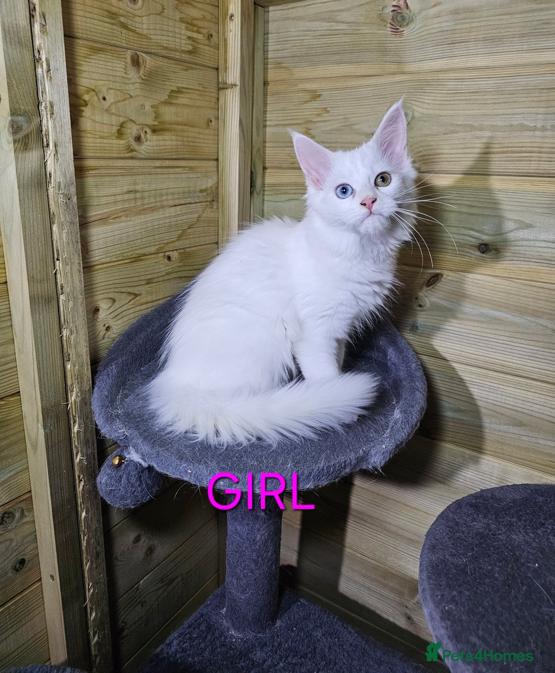 Maine Coon cats for sale: MAINE COON  - Image 8