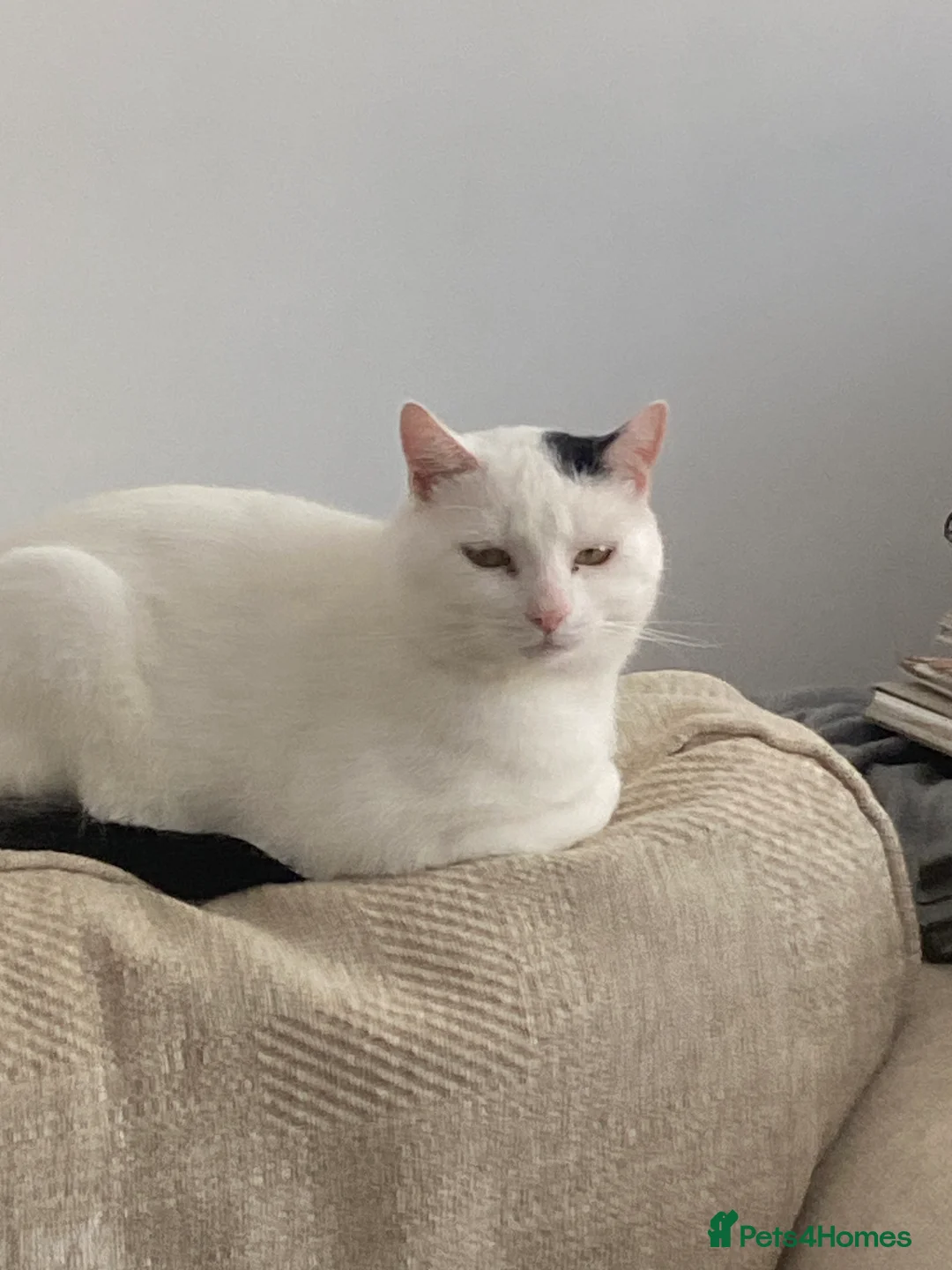 British Shorthair cats for sale: Sweet male cat needing new home  in Birkenhead - Advert 2
