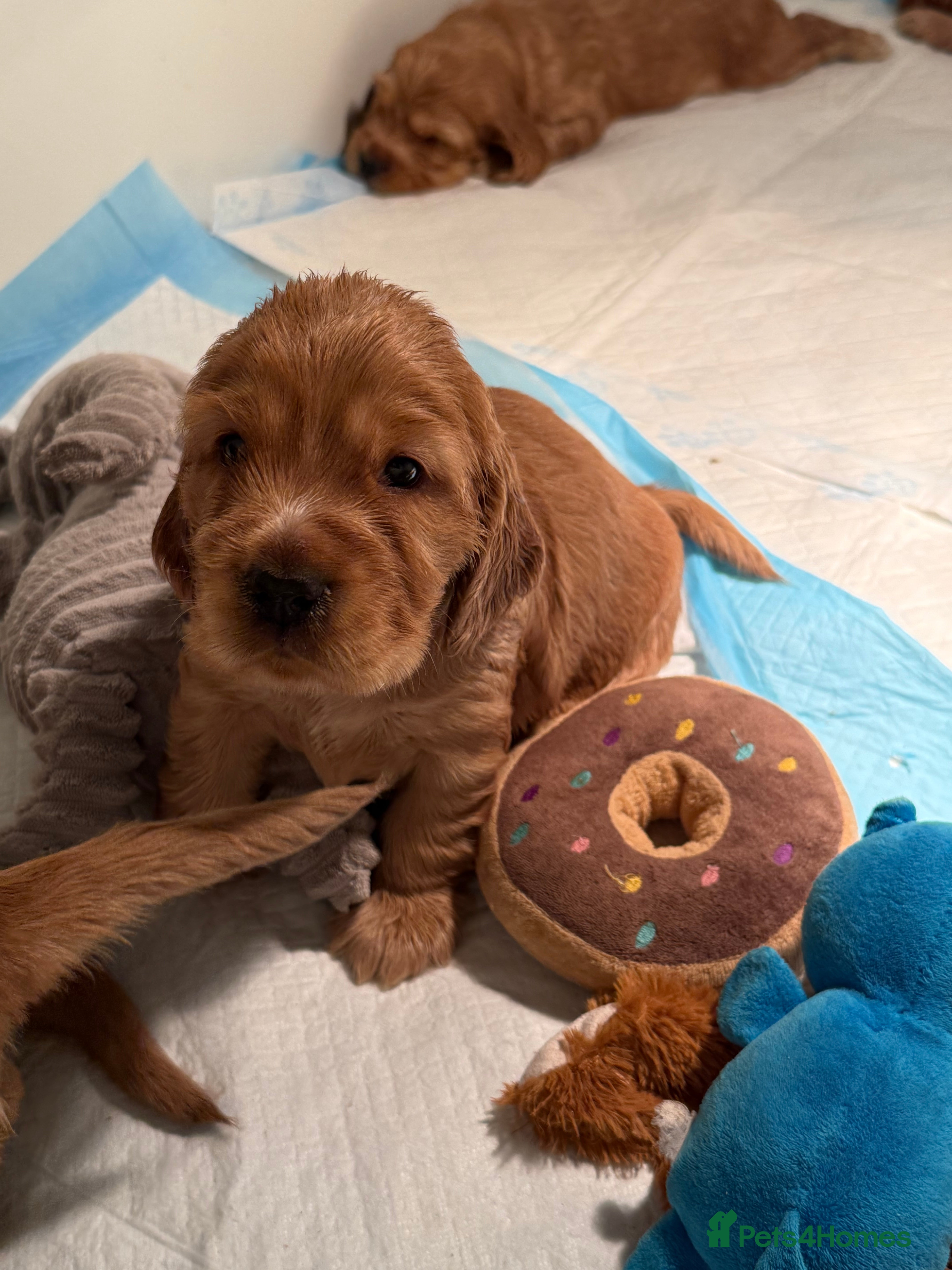 Cocker Spaniel dogs 💘‼️2 Girls Available! Villaspaniol lines - KC REG - Advert 15