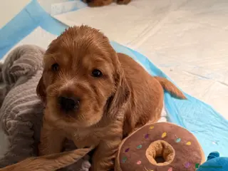 Cocker Spaniel dogs 💘‼️2 Girls Available! Villaspaniol lines - KC REG - Advert 15