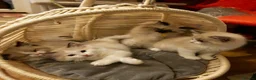 Ragdoll cats for sale: Bicolour ragdoll kittens  - Advert 5