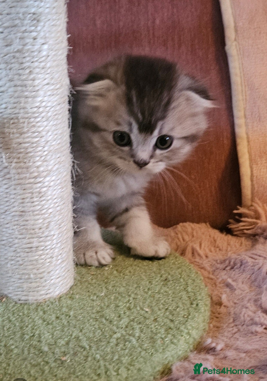 British Shorthair cats for sale: BRITISH SHORTHAIR X SCOTTISH FOLD - Advert 9