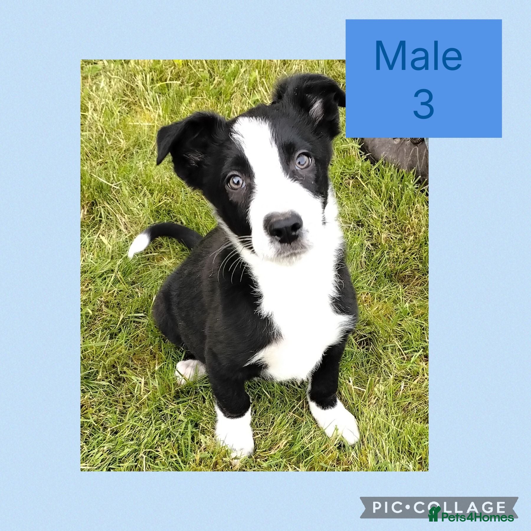 Border Collie dogs Border collie puppies  - Advert 2