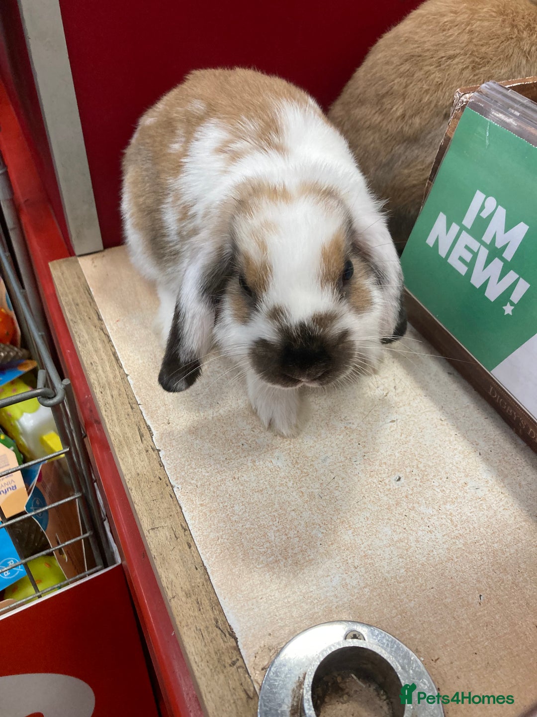 Dwarf Lop rabbits for sale: Two females  - Image 7