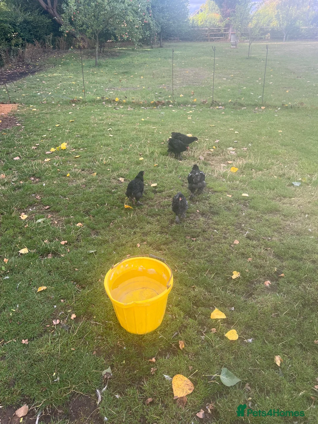 Chickens poultry for sale: Brahma hens  in Chinnor - Advert 3