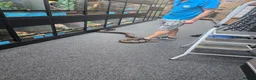 Boa Snake reptiles for sale: Boa constructor in Sutton-in-Ashfield - Advert 2