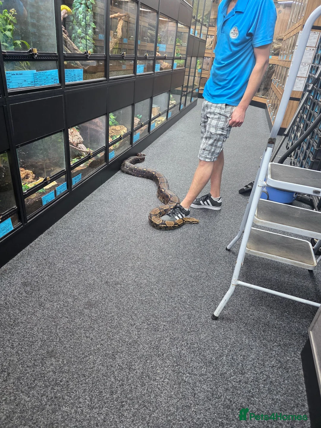 Boa Snake reptiles for sale: Boa constructor in Sutton-in-Ashfield - Advert 2