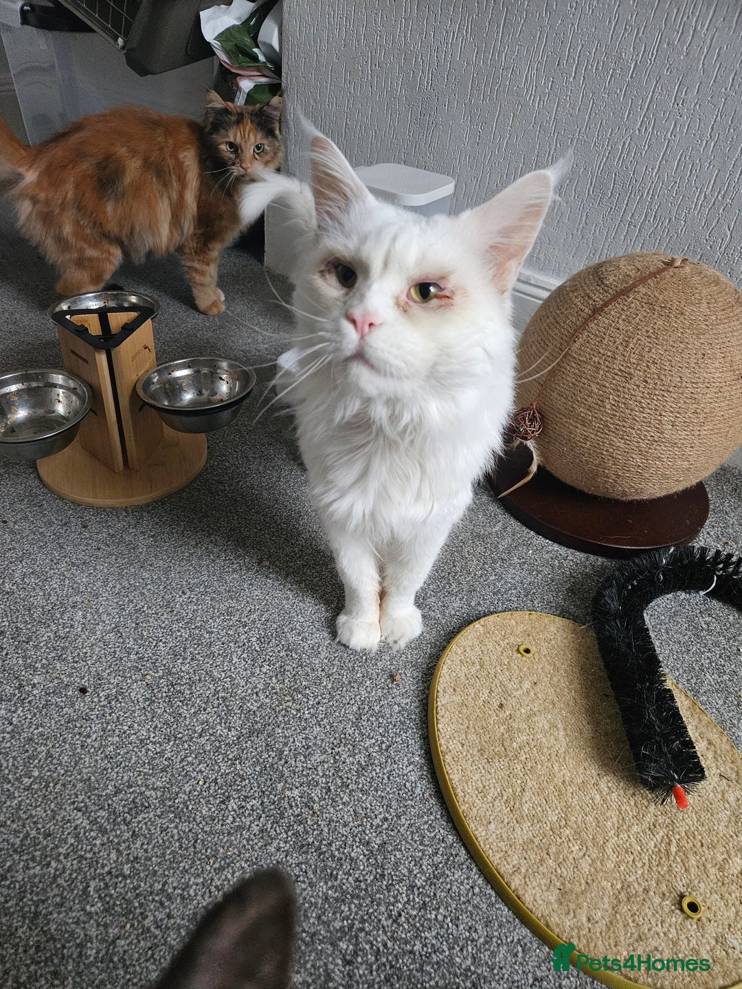 Mixed Breed cats for sale: 2 stunning black kittens avilable  - Advert 8