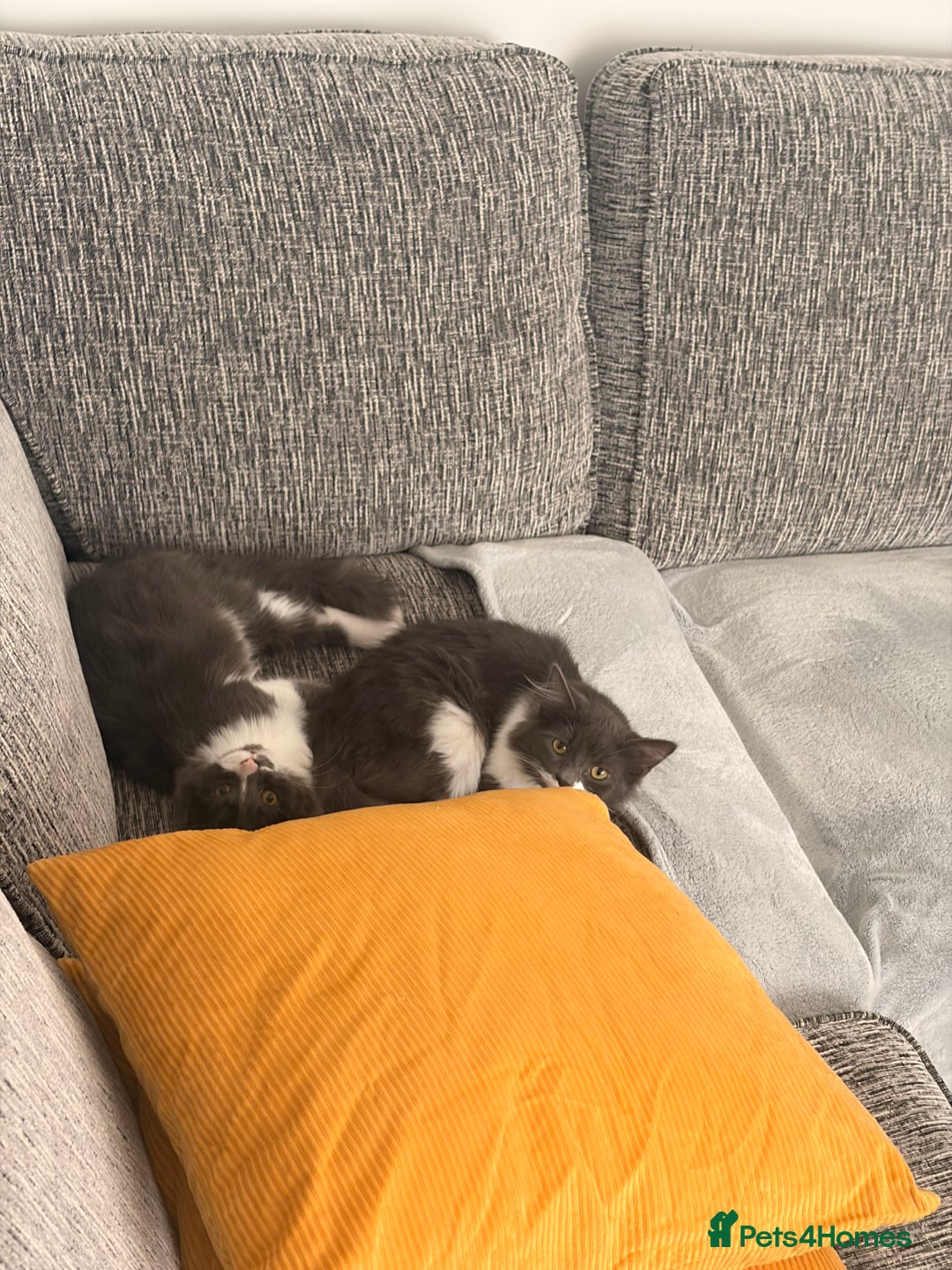 British Longhair cats for sale: 2 Male Kittens - Advert 6