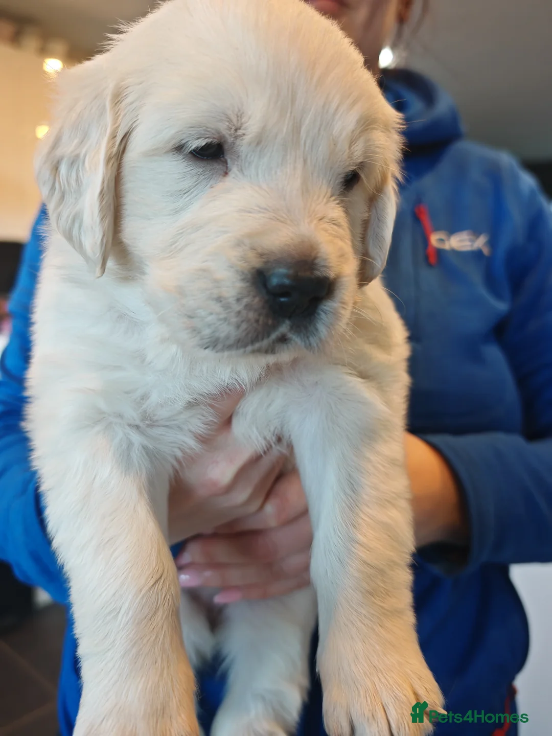 Golden Retriever dogs for sale: KC Champion Lines Golden Retriever pups - Advert 23