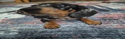 Miniature Dachshund dogs for sale: Miniature Dachshund  in Burry Port - Advert 3