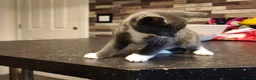 British Shorthair cats for sale: Kittens 🐈🐈🐈 in Bristol - Advert 20