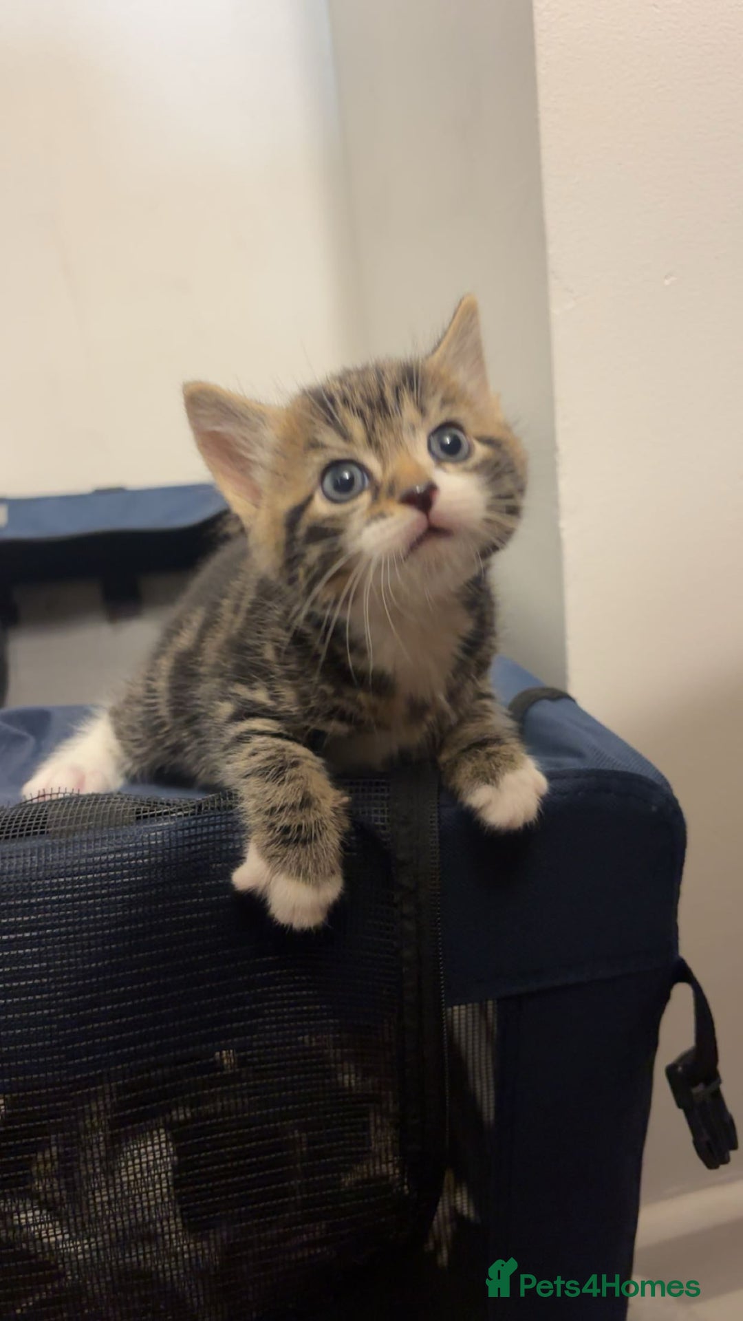 American Shorthair cats for sale: Kittens for Sale - Advert 2