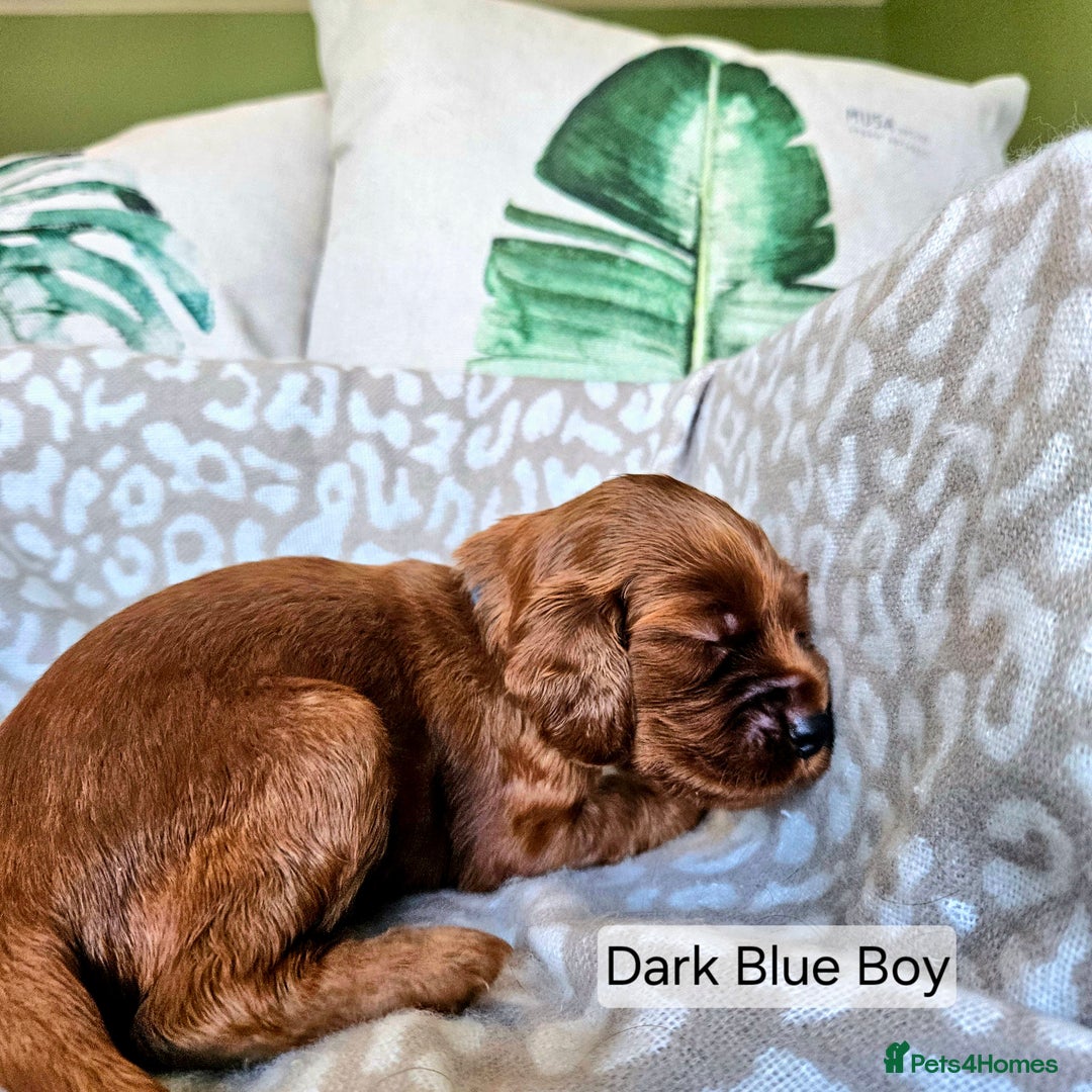 Irish Setter dogs for sale: KC Registered Irish Setter Puppies - Image 8