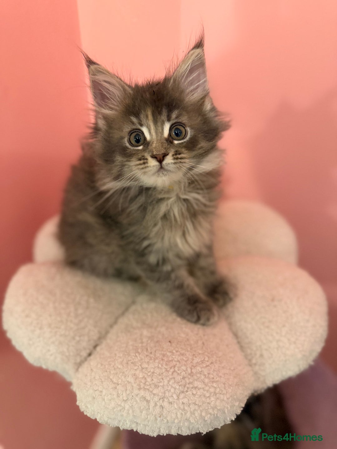 Maine Coon cats for sale: TICA Registered Maine Coon Kittens - Advert 13