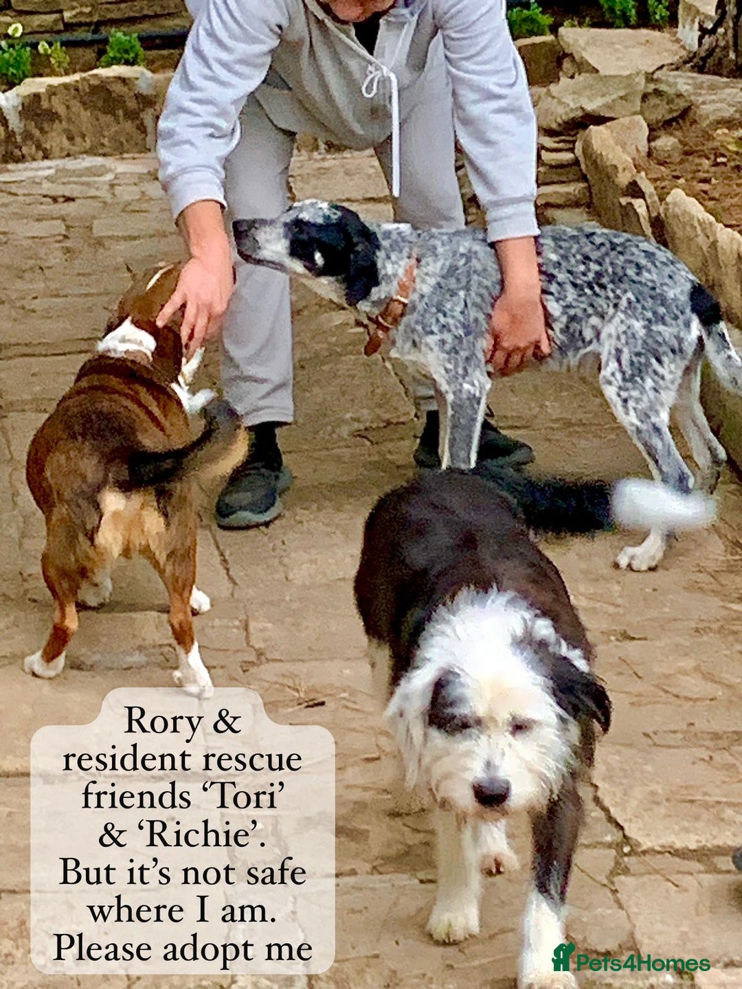 Mixed Breed dogs for adoption: Rory, 6-7 months approx. Available for adoption. - Advert 6