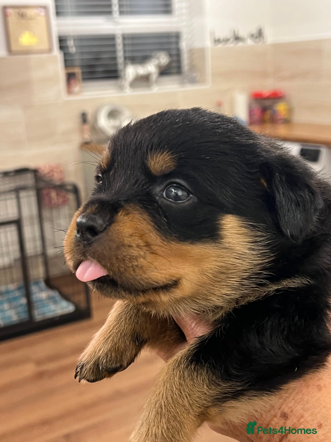 Rottweiler dogs for sale: Rottweiler pups KC Registered + Champ Bloodlines - Image 21