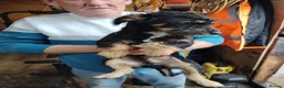 Jack Russell dogs for sale: 8 month old Jack Russell Male - Advert 3