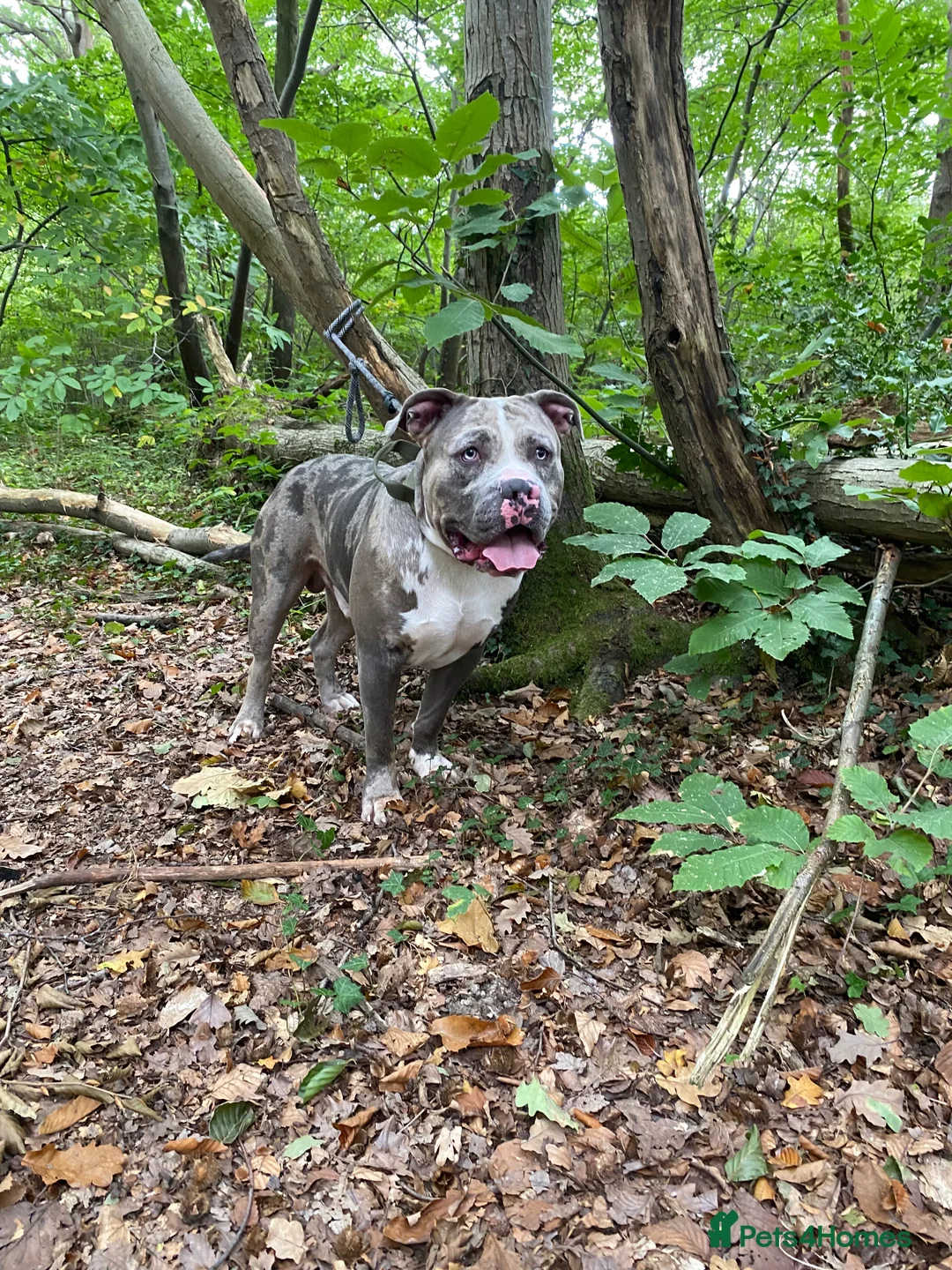Staffordshire Bull Terrier dogs for stud: King staff  - Advert 2