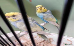 Budgerigars birds for sale: Budgie  in Pontypool - Image 3