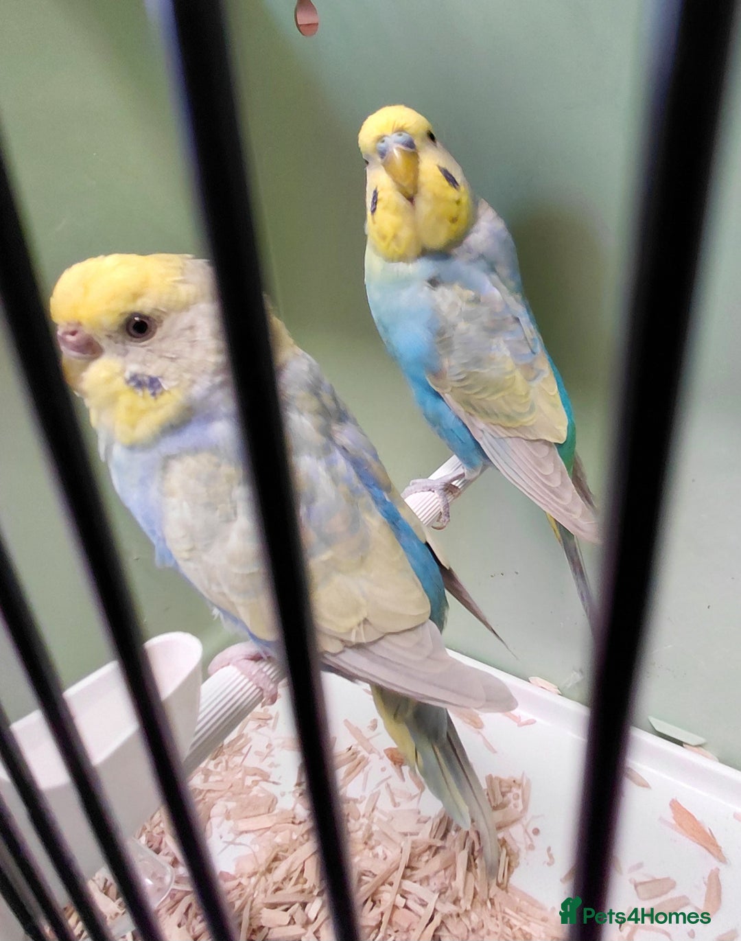 Budgerigars birds for sale: Budgie  in Pontypool - Image 3