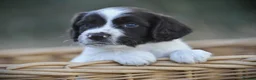 English Springer Spaniel dogs for sale: English springer spaniel puppies  in Exeter - Advert 16