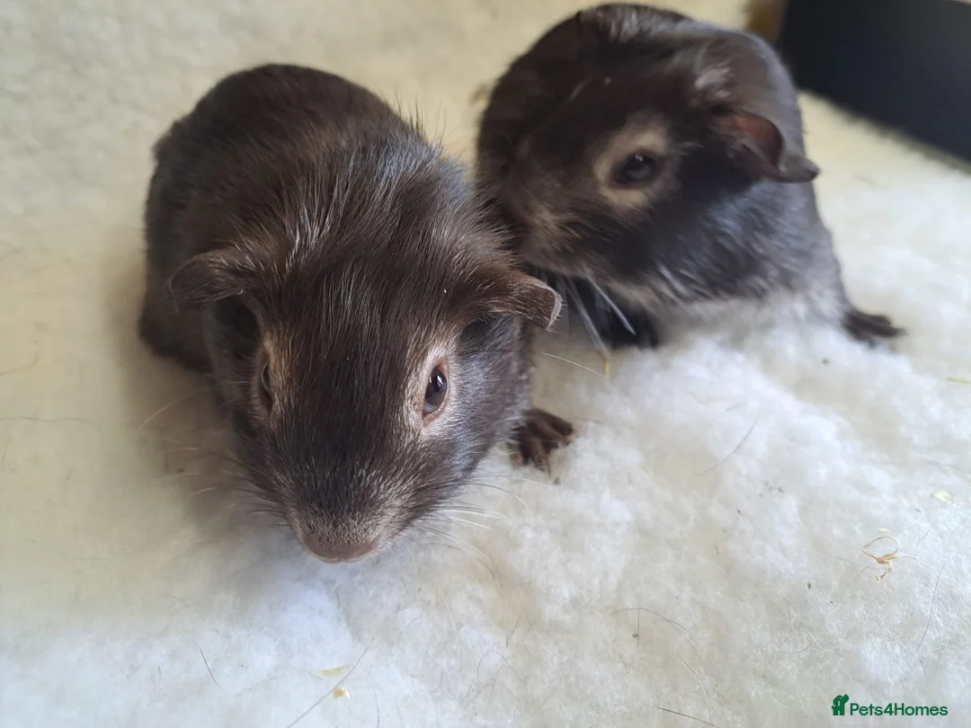 Guinea Pig rodents for sale: 2 show quality male guinepigs  in Stourport-on-Severn - Advert 1