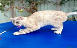 Keetso cats for sale: Gorgeous keetso female  - Image 11