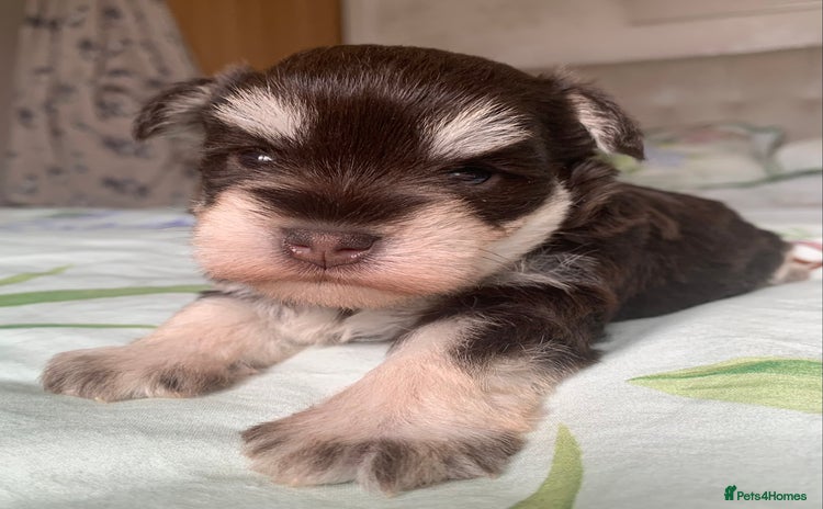 Miniature Schnauzer dogs - Advert 1