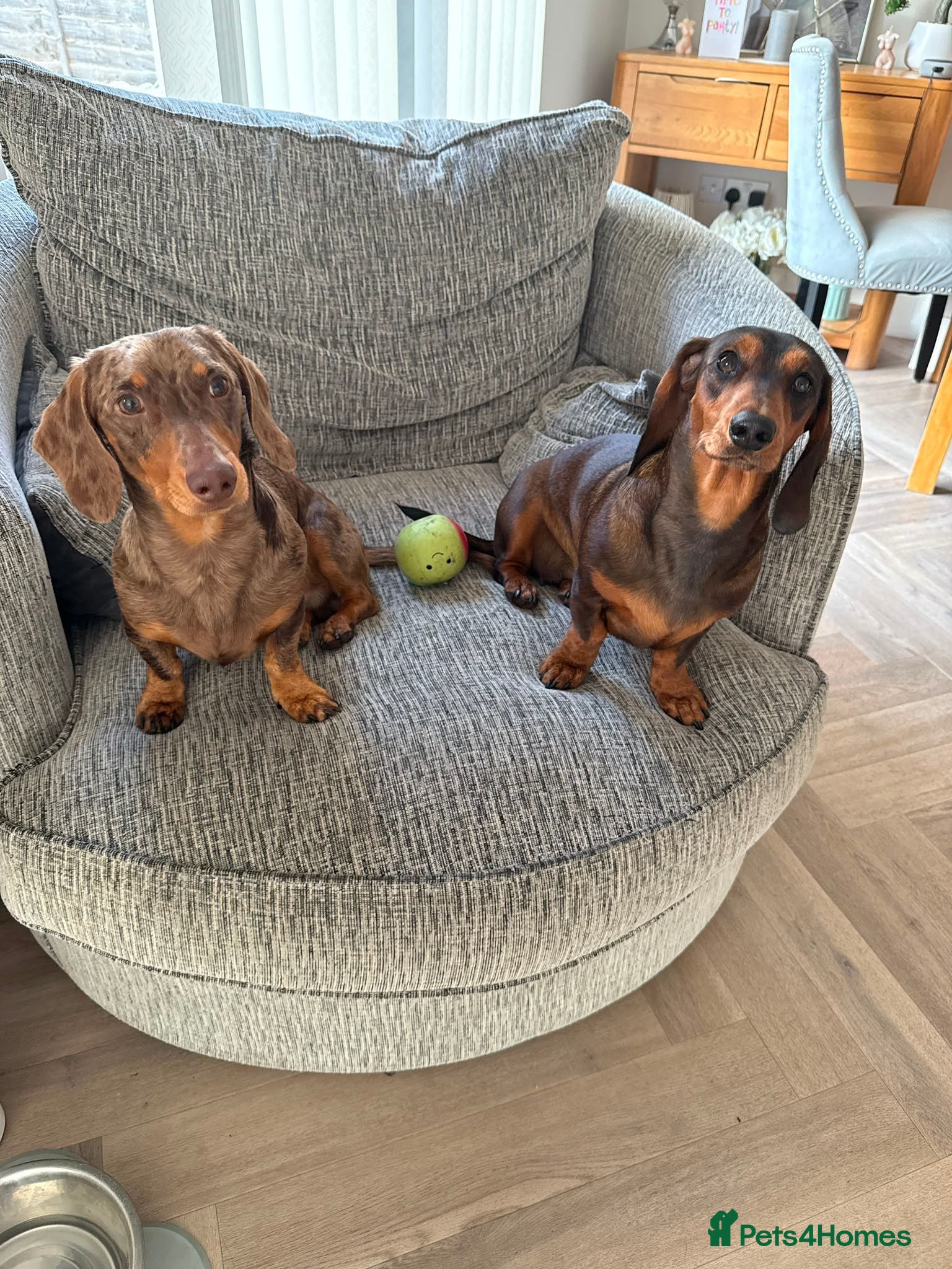 Miniature Dachshund dogs BEAUTIFUL MINIATURE DACHSHUNDS  - Advert 6