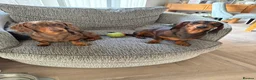 Miniature Dachshund dogs for sale: BEAUTIFUL MINIATURE DACHSHUNDS  - Advert 1