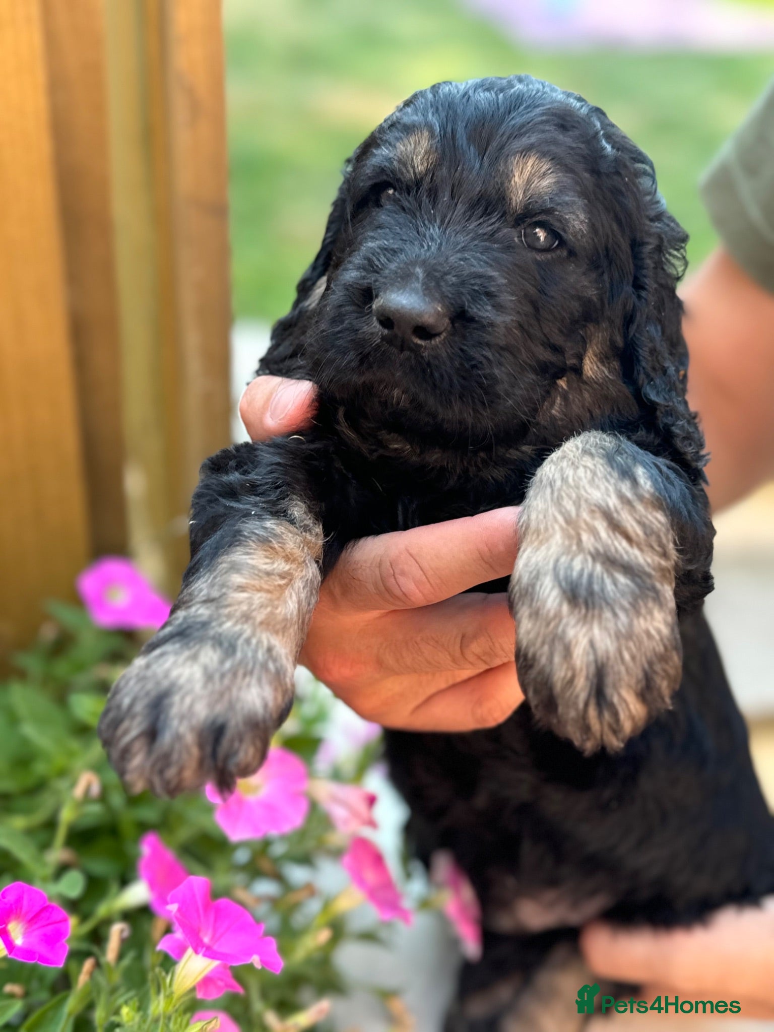 Goldendoodle dogs Outstanding F1 Standard Goldendoodle Puppies Large - Advert 5