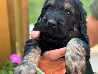 Goldendoodle dogs Outstanding F1 Standard Goldendoodle Puppies Large - Advert 5