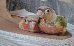 Conures birds for sale: Beautiful fully hand reared conure baby's  - Advert 14