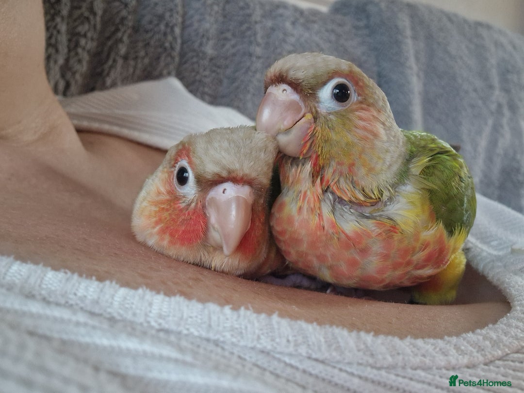 Conures birds for sale: Beautiful fully hand reared conure baby's  - Advert 14
